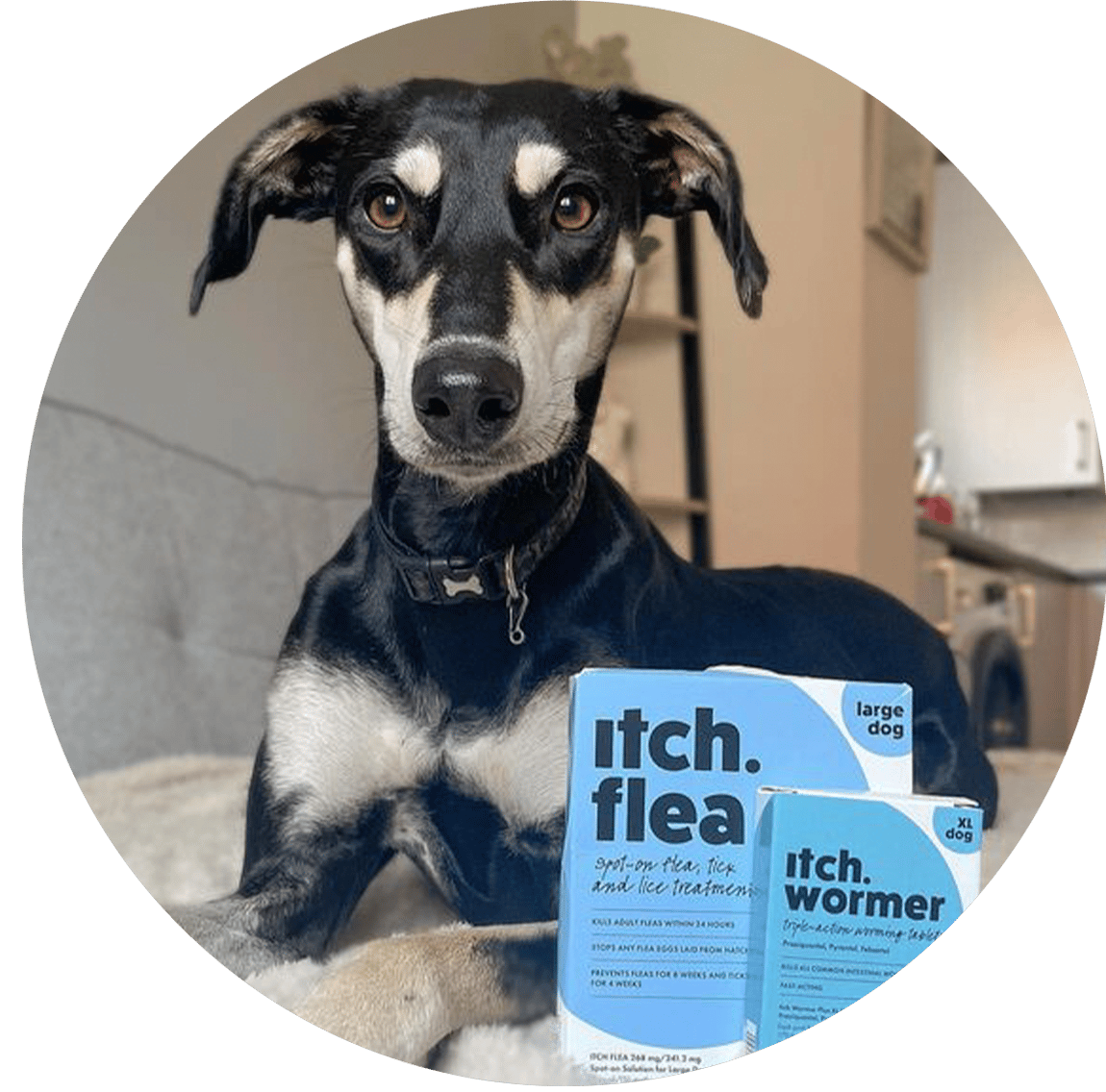 FAQ_Image_Flea_and_Worm